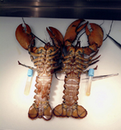 lobsters and samples