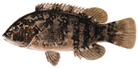 Blackfish (Tautog)
