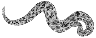 Drawing of Eastern Massasauga