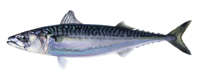 Atlantic Mackerel