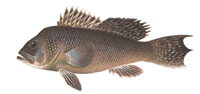 Black Sea Bass