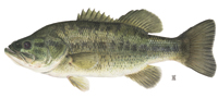 Largemouth Bass