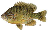 Pumpkinseed