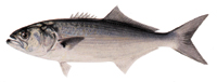 Bluefish