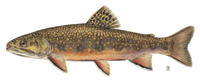 Brook Trout