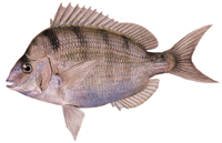 Porgy (Scup)