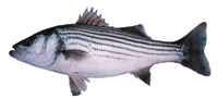 Striped Bass