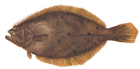 Summer Flounder