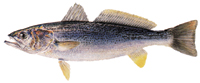 Weakfish