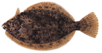 Winter Flounder